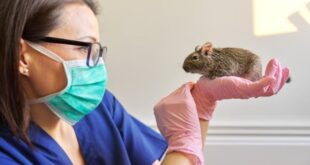 Piura: realizan jornadas preventivas contra la leptospirosis en Morropón